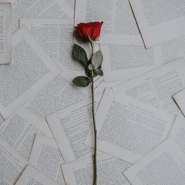rose on pages from a book