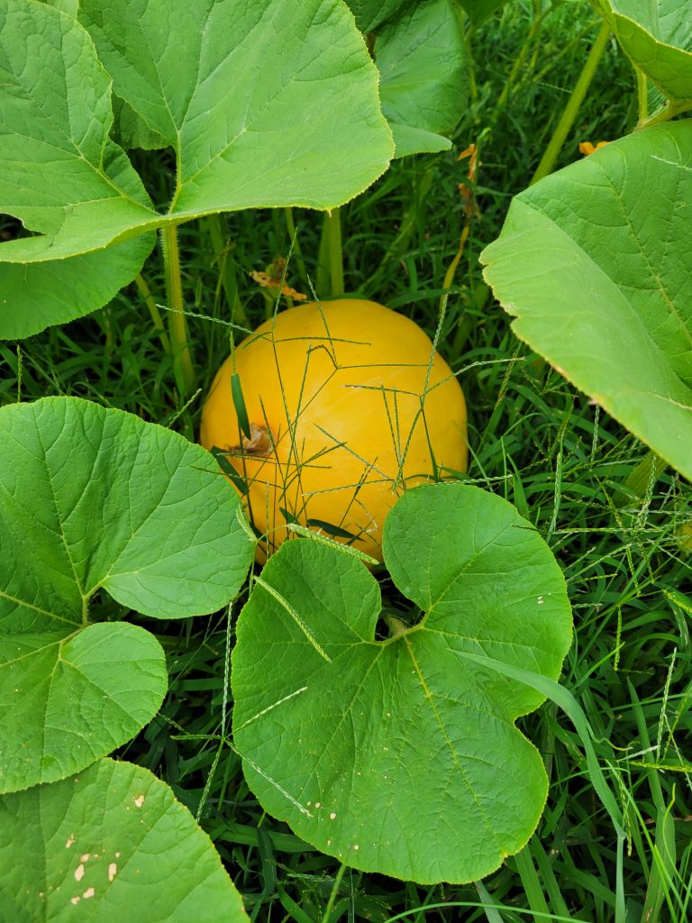 pumpkin on the vine