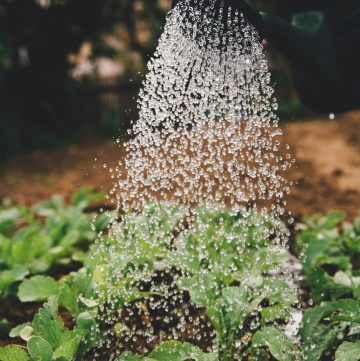 watering a garden