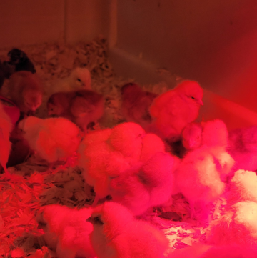chicks in a brooder with a red bulb light