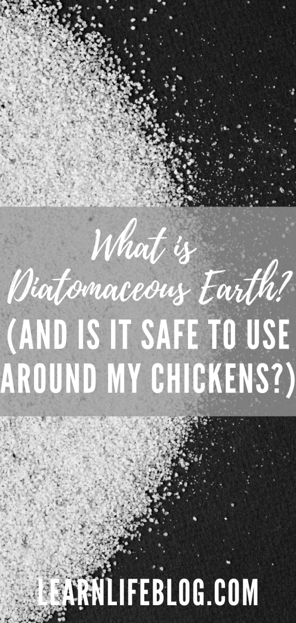 How to Use Diatomaceous Earth Around Chickens The Learning Life