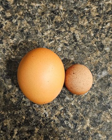 fairy eggs explained