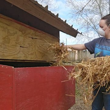 woman layering straw in chicken coop
