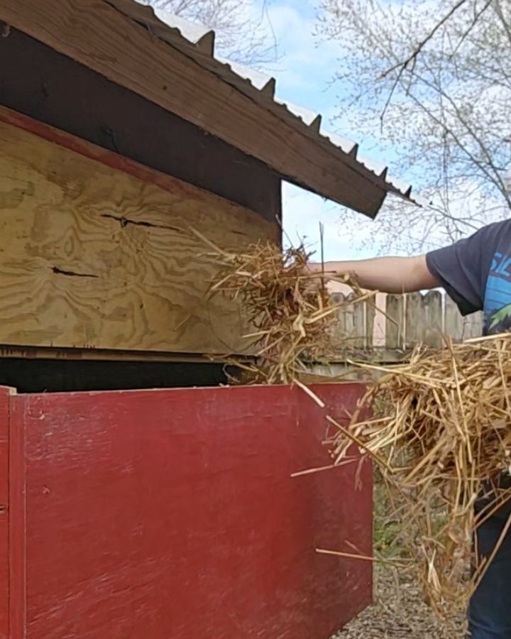 woman layering straw in chicken coop