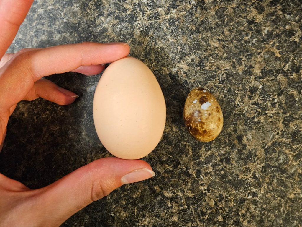 quail egg next to a chicken egg
