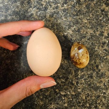 quail egg next to a chicken egg