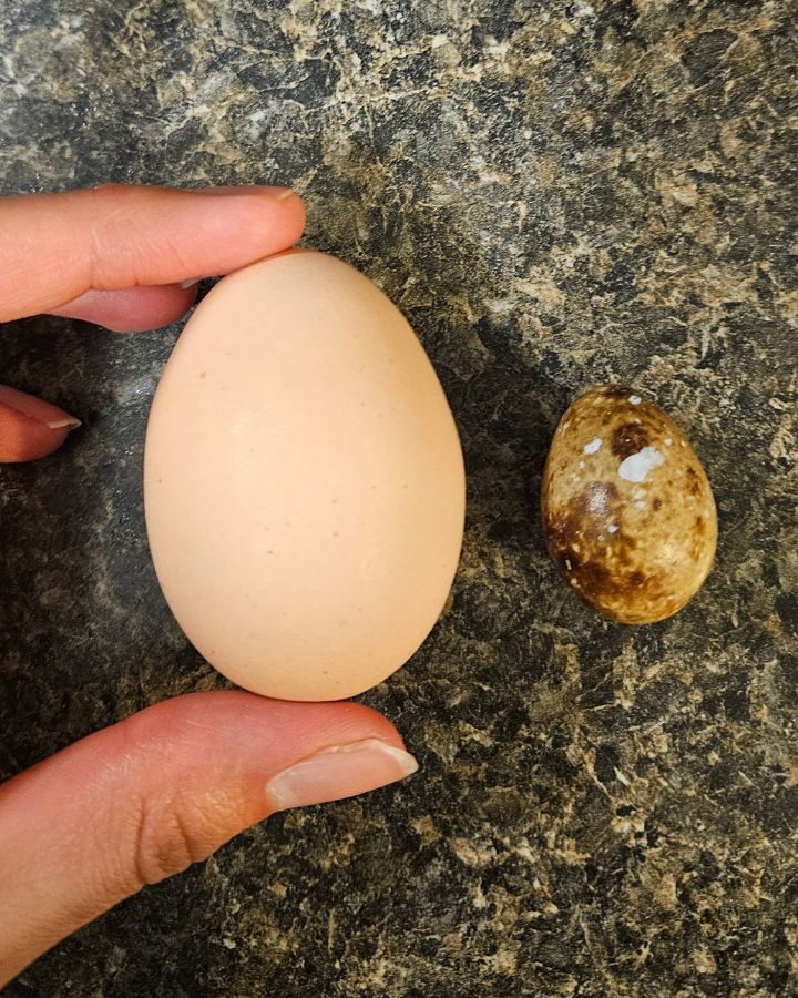quail egg next to a chicken egg